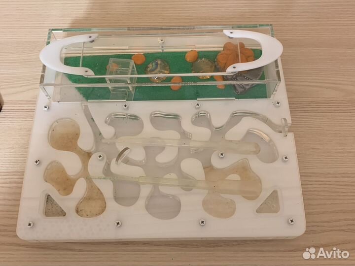 Муравьиная ферма