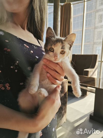 Котята в добрые руки приучен к лотку