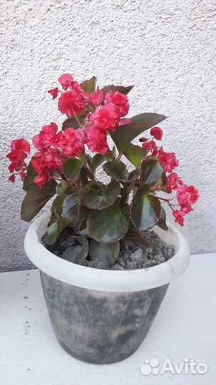 Бегония вечноцветущая махровая