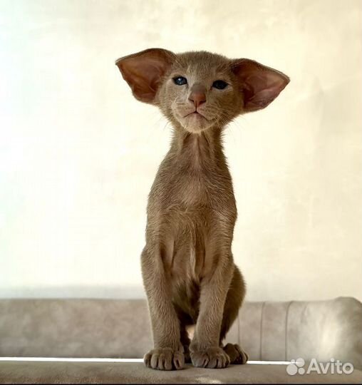 Ориентальные котята с документами