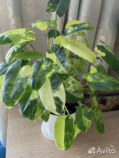 Филодендрон бурле макс вариегатный