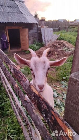 Козы, молодые