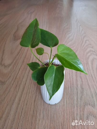 Комнатные растения в ассортименте