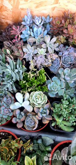 Срез суккулентов часть 1