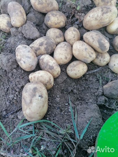 Продам картофель