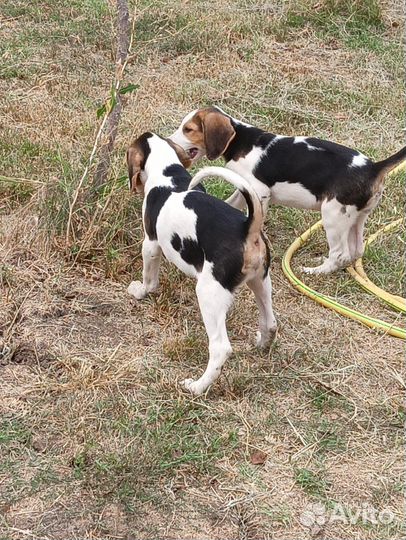 Русская пегая гончая
