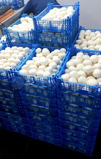 Участок 7,8 га (промназначения)