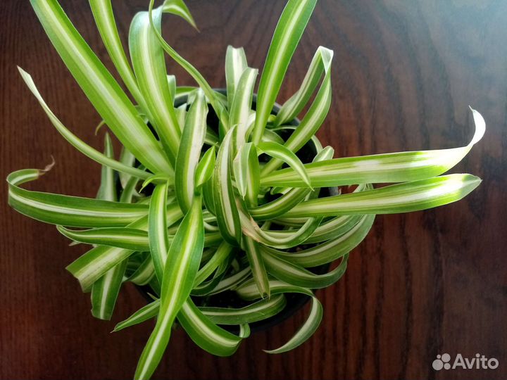 Доллоровое дерево. Аллое вера. Пеларгония