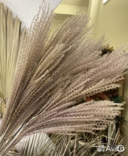 Пампасная трава/мискантус сухоцветы