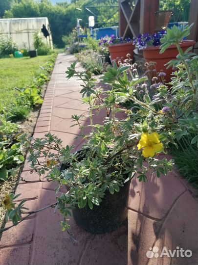 Лапчатка, пузыреплодник