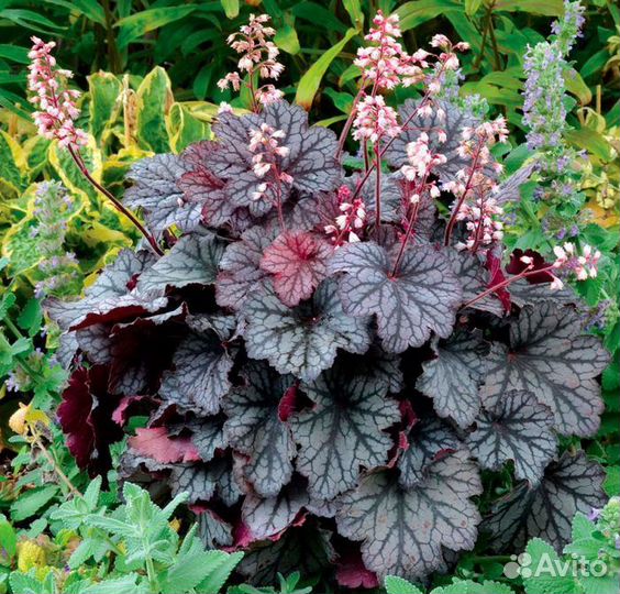 Гейхера бордовая