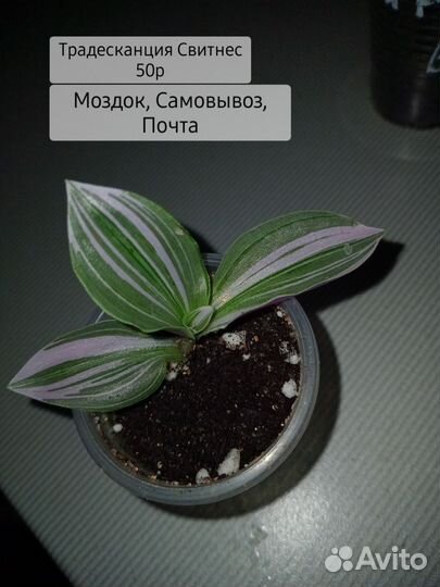 Комнатные растения цветы