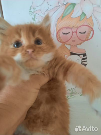 Котенок мальчик - 1.5месяцев