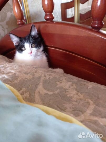 Ищем дом ласковой девчуле