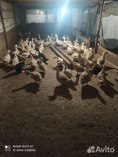 Инкубационное яйцо индоутки