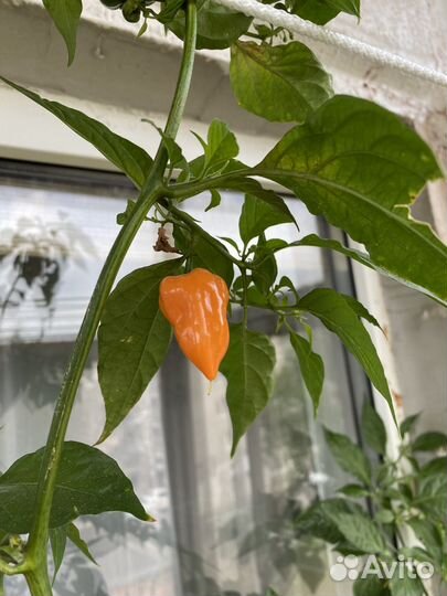 Очень острый перец 