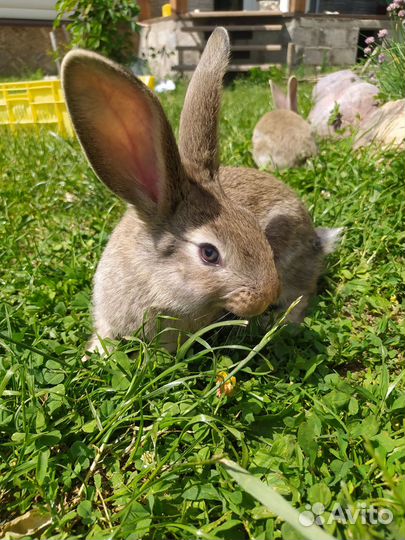 Крольчата