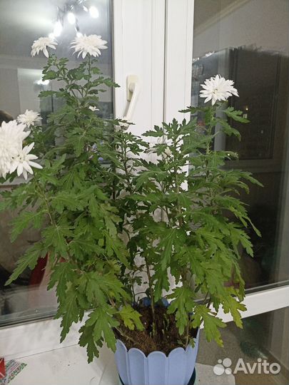 Хризантема комнатная