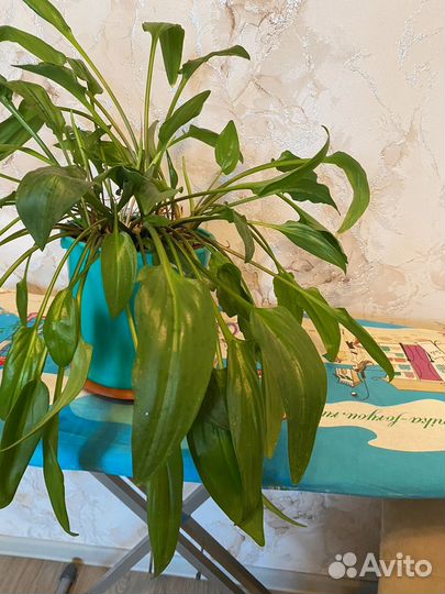 Комнатные цветы