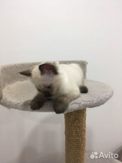 Невские маскарадные котята
