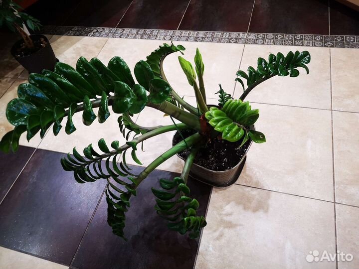 Замиокулькас зензи