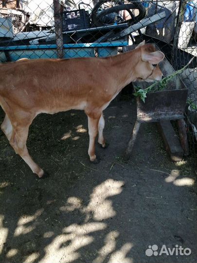 Джерсейская тёлочка