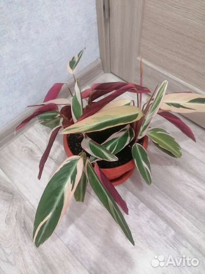 Строманта триколор