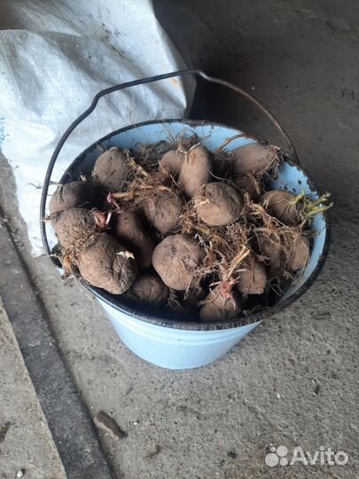 Продам картофель домашний