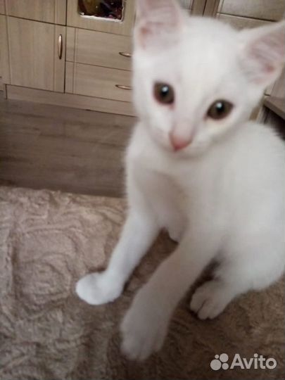 Белый котенок мальчик