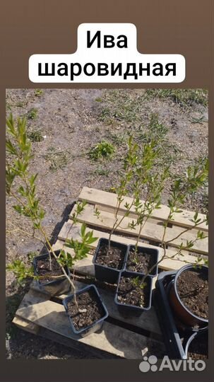 Ива шаровидная