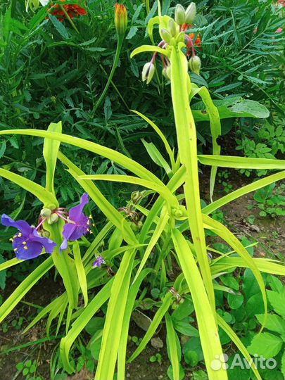 Брунера и другие многолетки