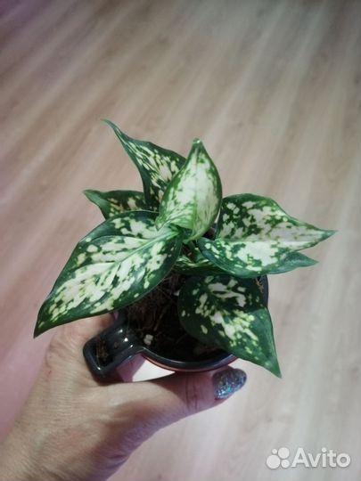 Аглаонема найт спаркл