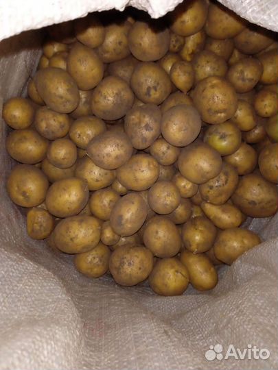 Продам мелкую картошку