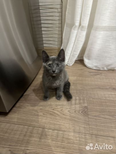 Русская голубая отдам