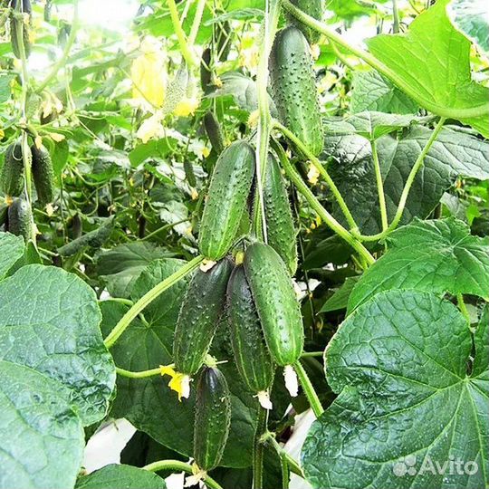 Огурцы, помидоры, зелень, кабачки