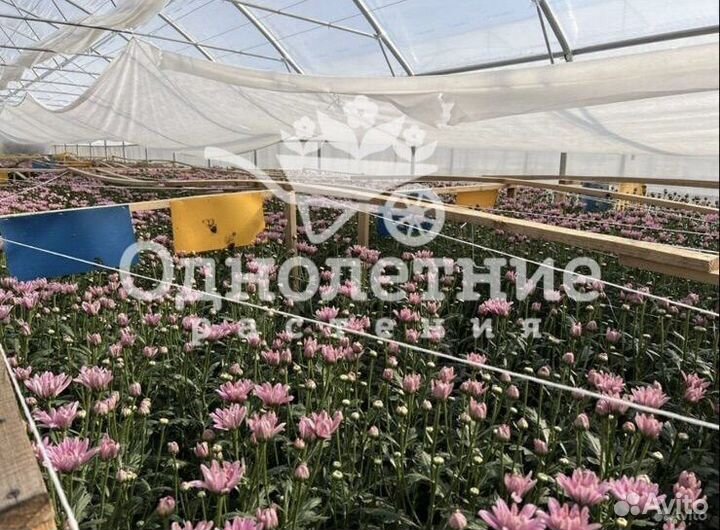 Хризантема кустовая оптом из теплиц