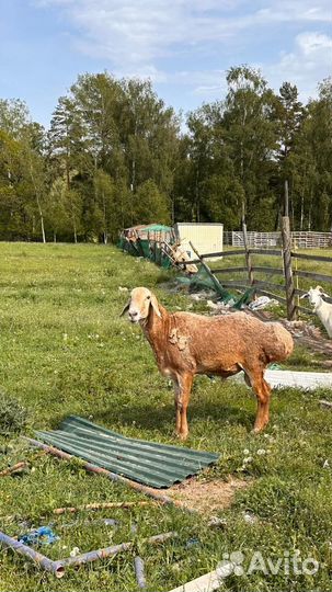 Бараны на курбан байрам и на все дни