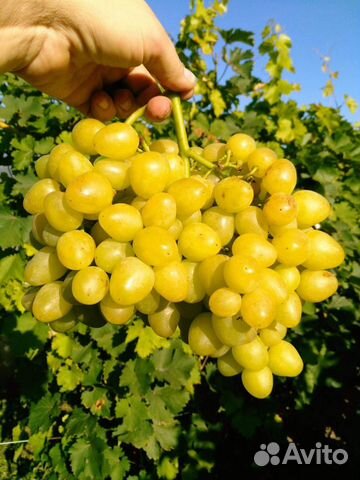 Черенки, саженцы винограда