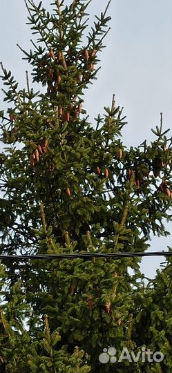 Ель обыкновенная