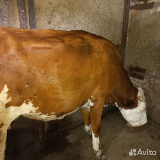 Нетель,коровы