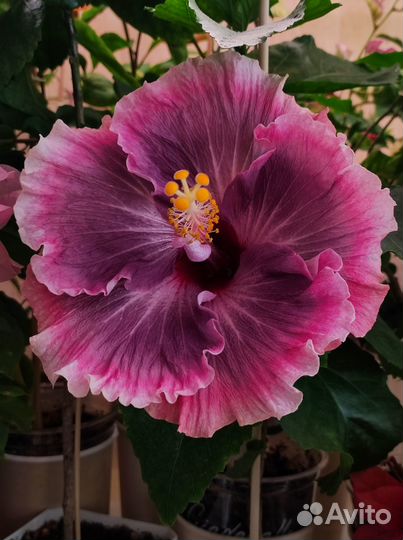 Гибискус сортовой LUV Cure for Ellness