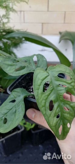 Монстера манки маск