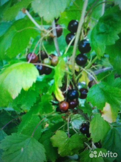 Ягода красная чёрная смородина малина белые грибы