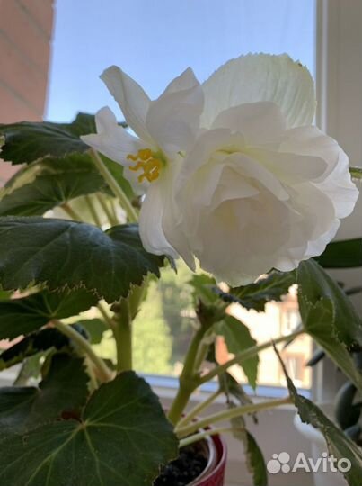 Глоксинии,бегонии, пеперомия, фикус и др