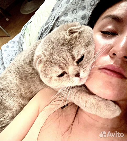 Британский кот