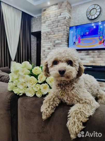 Кабель для вязки Той-пудель