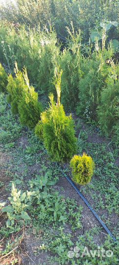 Продам саженцы в ассортименте