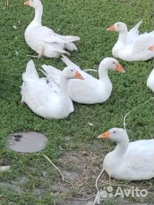 Домашняя птица