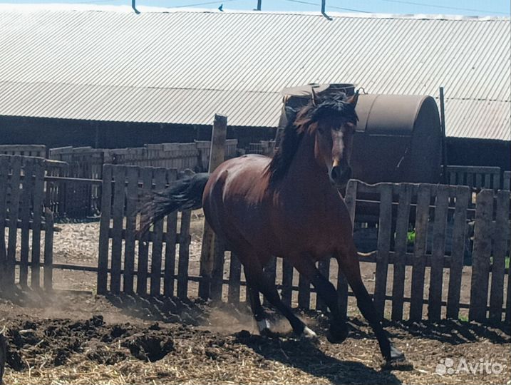 Жеребцы полутяжи