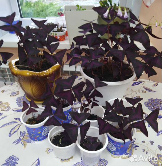 Комнатные цветы